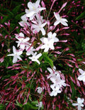 Pink Star Jasmine Cuttings 12" - Polyanthum - Fragrant Climbing Vine - Ideal for Gardens and Trellises