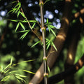 50 Bamboo Seeds - Clumping Privacy Plant Garden - "Red Temple" - Shade Screen - Perfect for Landscaping