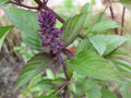 Thai Basil Seeds - Organic Culinary Herb Variety - Ocimum basilicum var. thyrsiflora