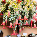 Live Cotyledon Pendens Plant - Trailing Succulent in 4" Pot - Ideal for Indoor Gardening - Easy Care Succulent