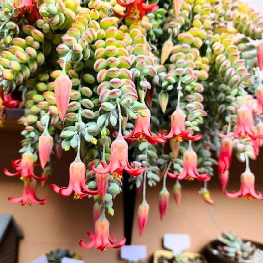Live Cotyledon Pendens Plant - Trailing Succulent in 4" Pot - Ideal for Indoor Gardening - Easy Care Succulent