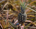 Rondon Pineapple Seeds - 15+ Pack for Garden Planting - Ananas comosus - USA - Free Shipping