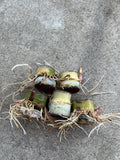 Rooted Sugarcane Cuttings - 5pcs Sweet Juicy Tropical Plant - Saccharum officinarum