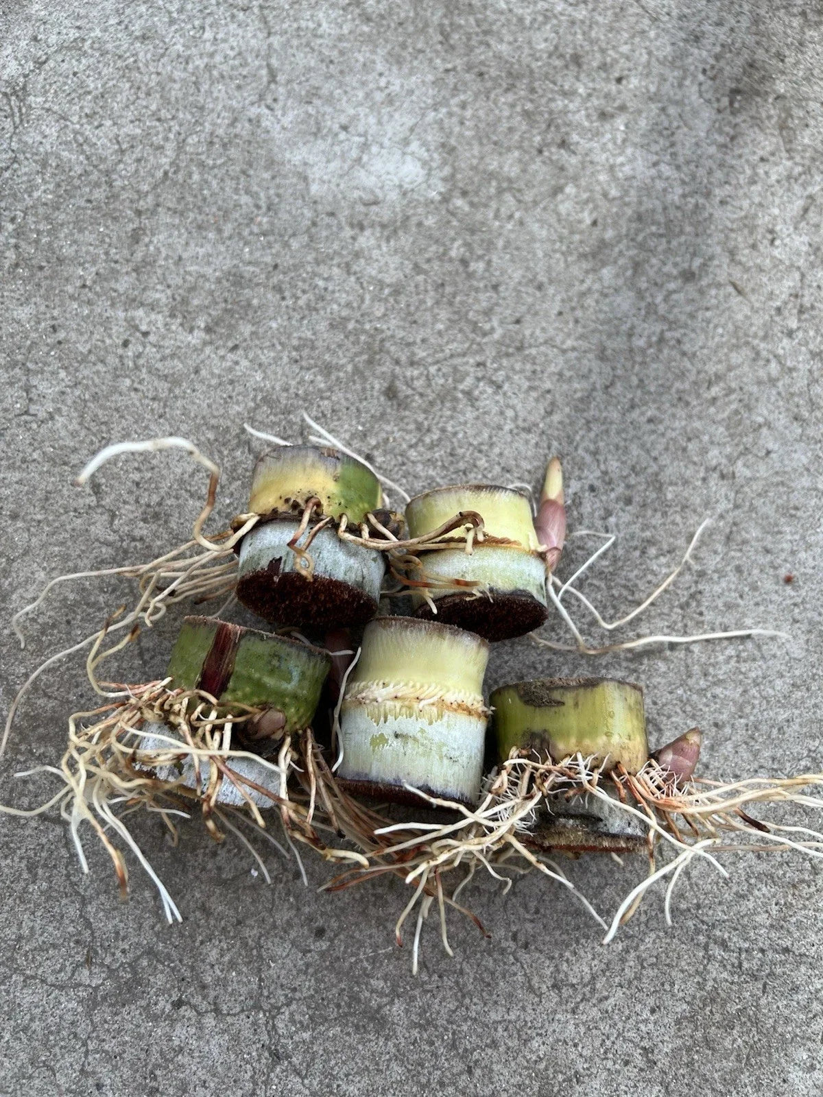 Rooted Sugarcane Cuttings - 5pcs Sweet Juicy Tropical Plant - Saccharum officinarum