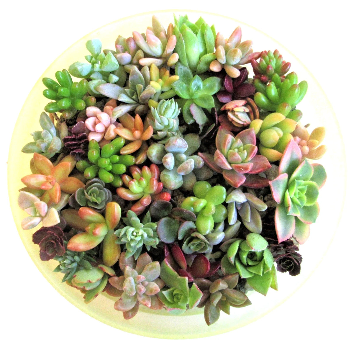 30 Succulent Cuttings 1-2" Assorted Varieties for Fairy Gardens and Weddings - Perfect Wedding Favors - 15 Varieties