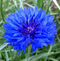 Dwarf Blue Bachelor Button Seeds - 400 Cornflower Flower Garden - Centaurea Cyanus