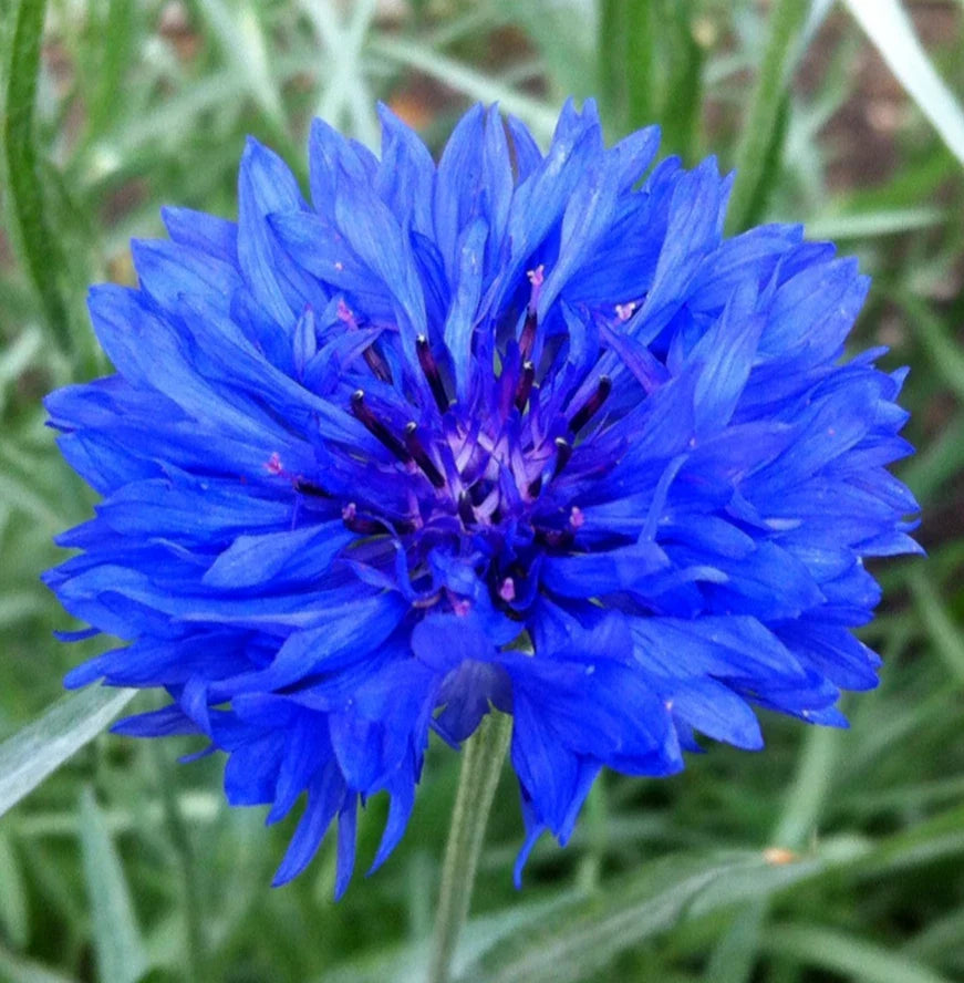 Dwarf Blue Bachelor Button Seeds - 400 Cornflower Flower Garden - Centaurea Cyanus