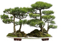 Bonsai Tree Seeds - Western Red Cedar - 30 Seeds - Thuja plicata - Ideal for Beginners and Gardening Enthusiasts