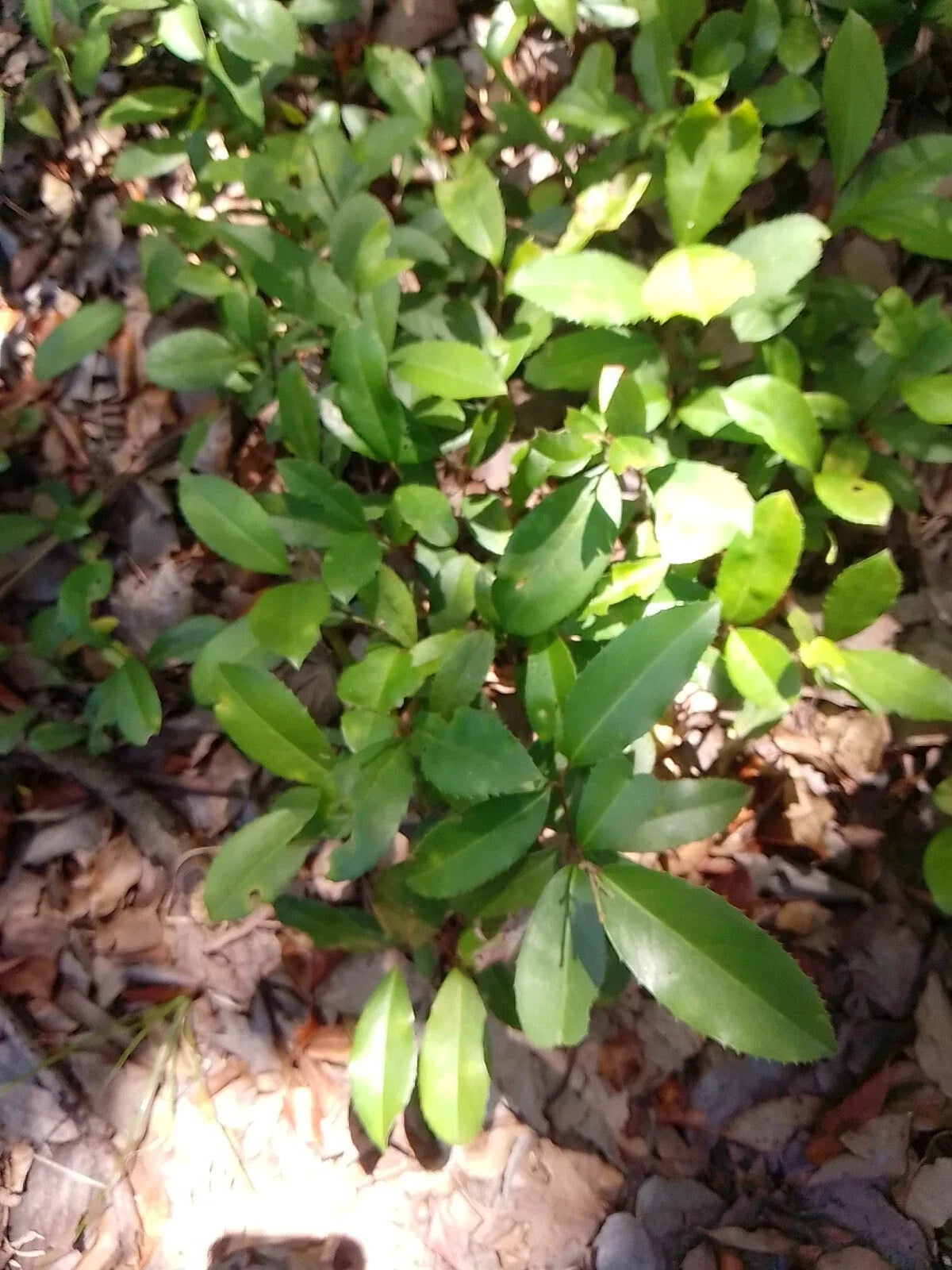 Florida Live Oak Tree 6"-12" Evergreen Quercus Virginiana - 5 Rooted Plants