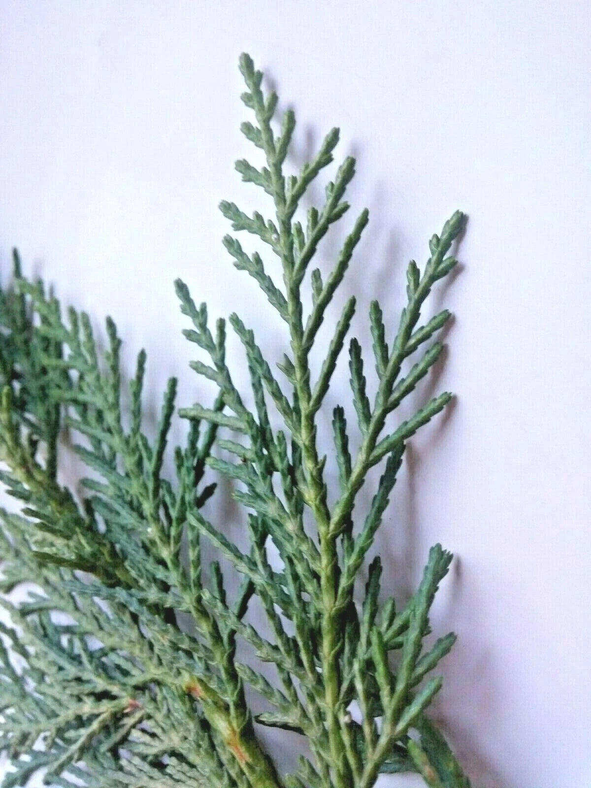 Leyland Cypress Cuttings - 75 Fresh Unrooted Cuttings for Rooting - Cupressocyparis leylandii