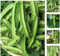 Winged Bean Seeds - 50+ Pack, Asparagus Pea, Pallang, Four Angled Bean, Dau Rong, High Germination Rate