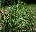 Garlic Chives Seeds 250+ Allium tuberosum Chinese Chives Vegetable Jiu Cai USA