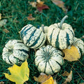 Sweet Dumpling Squash Seeds - 20 Cream and Green Seeds for Planting (Cucurbita pepo)