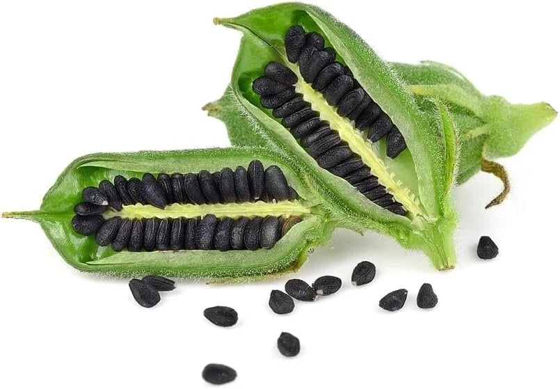 Black Sesame Seeds for Planting - Kurogoma, 500 Seeds, Organic, Edible, Sesamum indicum