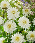 Dahlia Tubers for Planting, My Love Variety, 4-6 Inches, Decorative Flower Bulbs, Dahlia pinnata