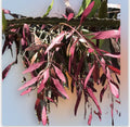 Fresh Cut Pseudorhipsalis Rhipsalis Ramulosa Red Pick - Unique Tropical Succulent Stems for Plant Lovers