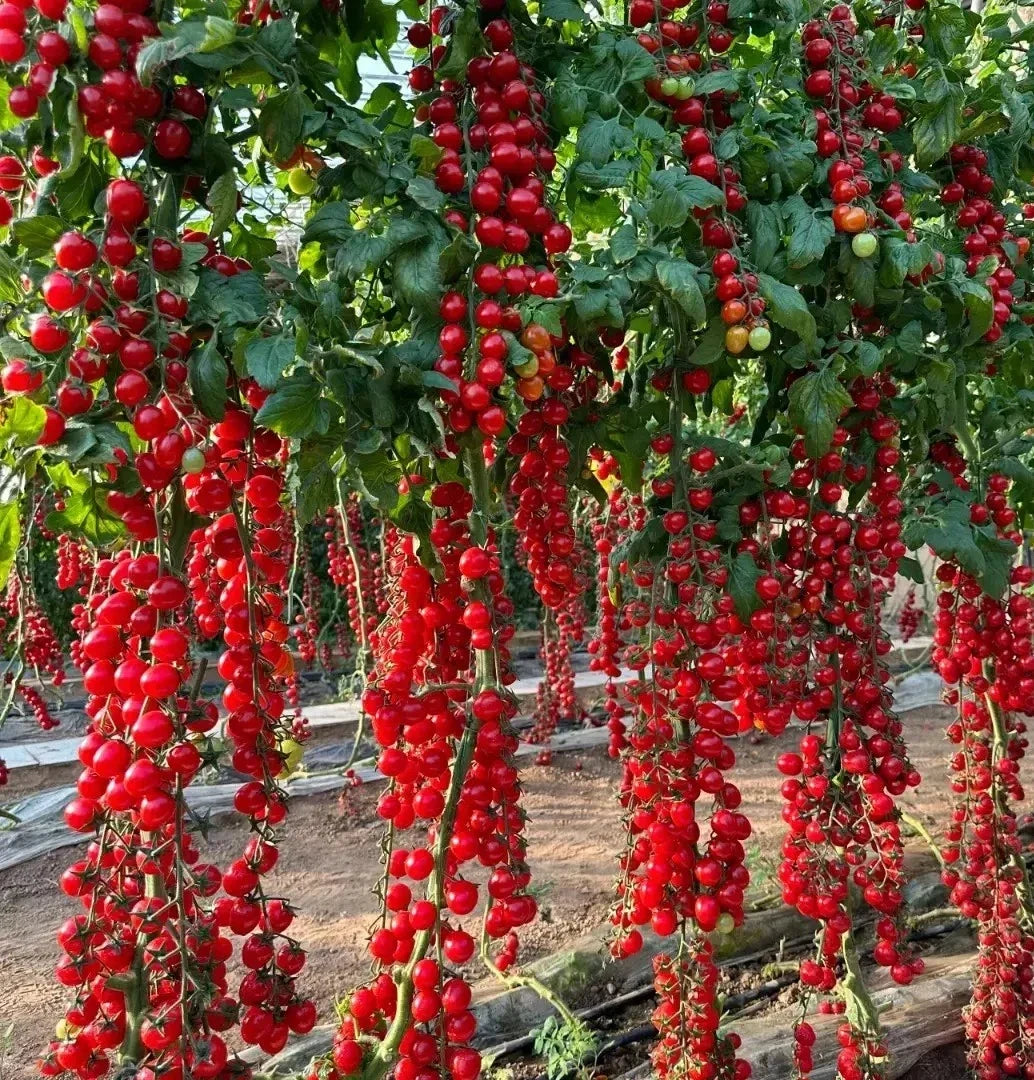 Waterfall Tomato Seeds - 30 Heirloom Organic Sweet High Yield - Rare Variety - Solanum lycopersicum