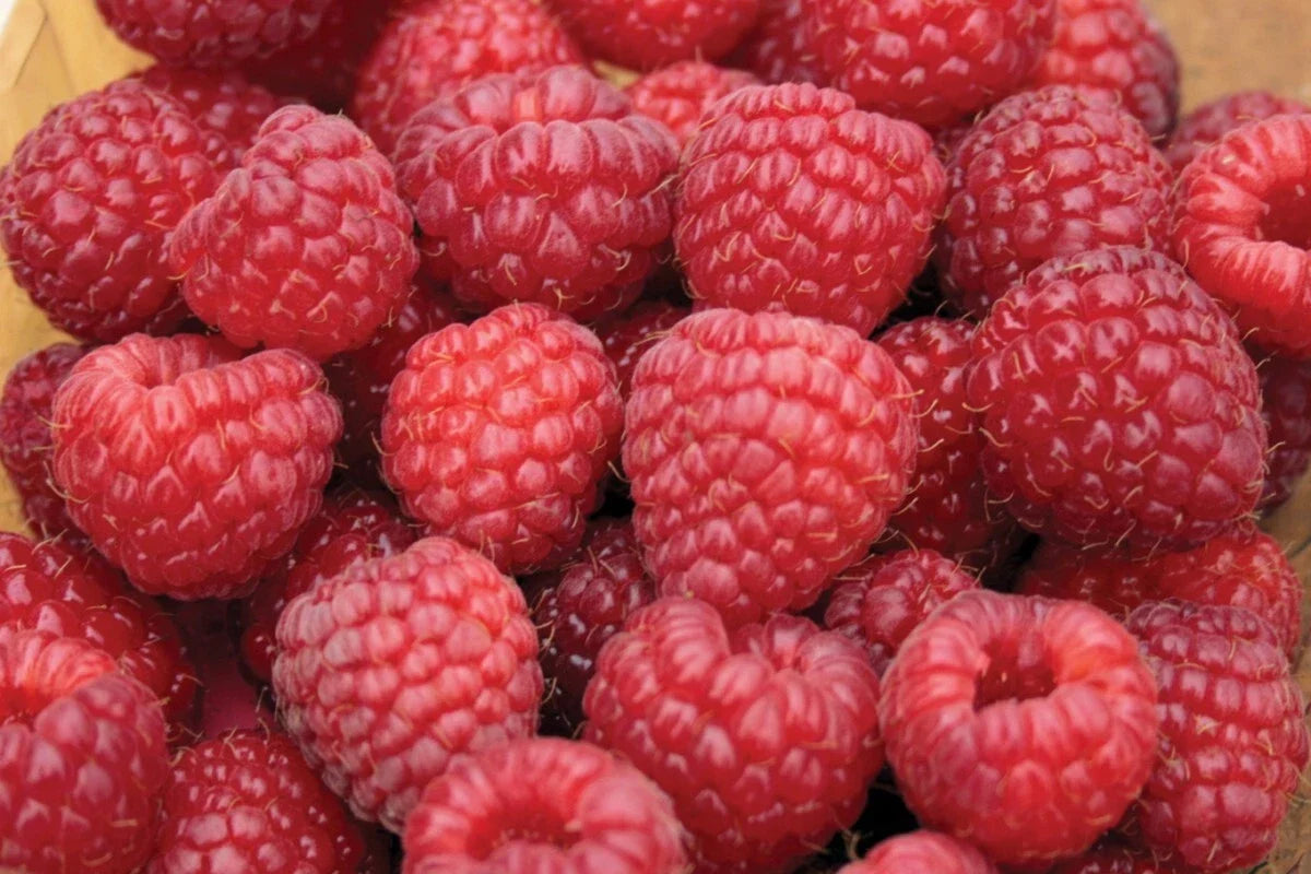 Nova Red Raspberry Plant Starter - Live Rooted - Mid-Summer Bearing - Rubus idaeus - Zones 3-8 - Medium to Large Berries
