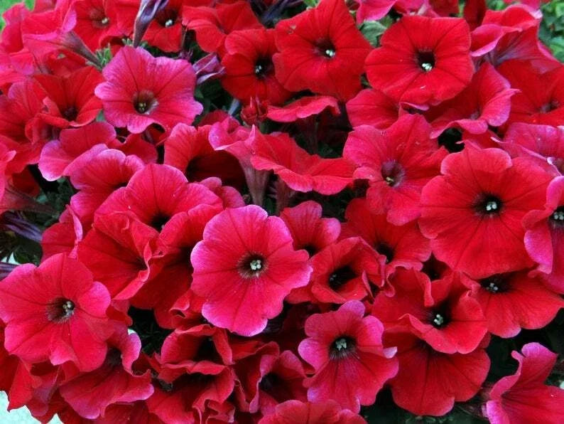 Petunia Seeds - 50 Bright Red Seeds for Containers, Hanging Baskets, and Windows - Petunia x hybrida