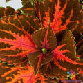 Coleus Seeds - 25+ Superfine Rainbow Festive Dance - Plectranthus scutellarioides