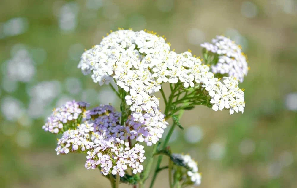 White Yarrow Flower Seeds 1000 Seeds Achillea Millefolium Perennial Herb Garden Plant