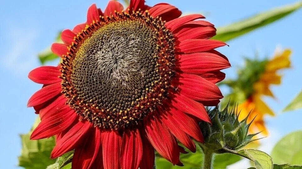 Red Sunflower Seeds - 50+ Non-GMO Heirloom Seeds - Beautiful Red Blooms - Helianthus annuus
