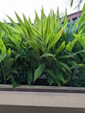 Myoga Ginger Live Roots - 2 oz. Fresh Myoga Root (Zingiber mioga) - Harvested Upon Ordering from Hawaii