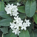 Madagascar Jasmine Starter Plant - Small Rooted Green Leaf Stephanotis - Fragrant Indoor Flowering Plant (Stephanotis floribunda)