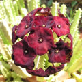 Caralluma Umbellata Potted Plant - Rare Succulent - Healthy 3.5" - Umbelled Caralluma - Exotic Indoor Plant