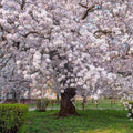 Yoshino Cherry Tree 2ft Bare Root Beautiful Flowering Tree Prunus x yedoensis, Almond-Scented Pink Blossoms, Attracts Wildlife