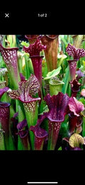 Sarracenia Bare Root Rhizomes - Carnivorous Plants - Variety Mix - Sarracenia spp.