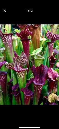 Sarracenia Bare Root Rhizomes - Carnivorous Plants - Variety Mix - Sarracenia spp.