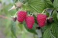Live Starter Plant Tulameen Red Raspberry - Xtra Large Berries - Self-Pollinating - Zones 5-9 - High Yield Raspberry Plant