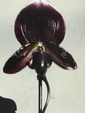 Orchid Plant 2" Bud Paph Magic Cherry x Voodoo Magic x M Cherry x Hsin Rain - Exotic Orchid for Pro Growers