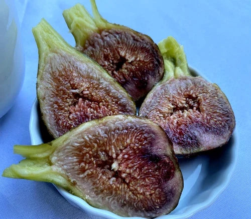 Fig Cuttings 4-Pack Cold Hardy Violetta Propagation Ficus carica Thick Rooting