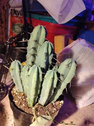 Myrtillocactus Geometrizans Adult Live Cactus - Single Plant - Unique Geometric Shape - Perfect for Cactus Collectors