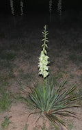 Yucca Bare Root Live Plant 15-Inch Adam's Needle Yucca (Yucca filamentosa) - Hardy, Drought-Tolerant Succulent for Gardens