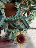 Lifesaver Plant 3" Fully Rooted Huernia zebrina Succulent with Unique Flowers, Drought-Resistant Houseplant for Collectors