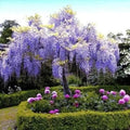Chinese Blue Wisteria Tree 1-2ft Tall, Flowering Accent Tree, Wisteria sinensis, Beautiful Landscape Plant
