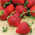 Ozark Beauty Strawberry Plants - 10 Bare-root Everbearers - Sweet Red Fruit - Fragaria x ananassa