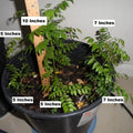 Curry Leaf Plant - 4" Live Starter - Murraya koenigii - Organic Potted Herb for Cooking and Gardening