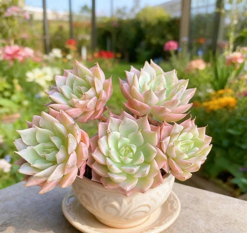 Echeveria 'Margaret' Succulent Plant - Small Bare Root Easy Care Live Plant - Perfect for Home Decor or Gifts
