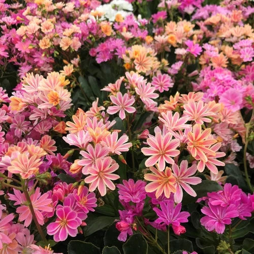 Lewisia ‘Rainbow Mix’ Live Starter Plant - Hardy Succulent for Rock Gardens - Well-Rooted in 2.5" Pot - Lewisia cotyledon