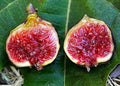 Cold Hardy Fig Trees - 3 Plant Starter Set - Olympian, Yellow Long Neck, Fignomenal - Ficus carica