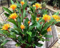 Golden Brush Dwarf Ginger Plant - Small Rooted Starter - Burbidgea schizocheila - Indoor/Outdoor Tropical Foliage