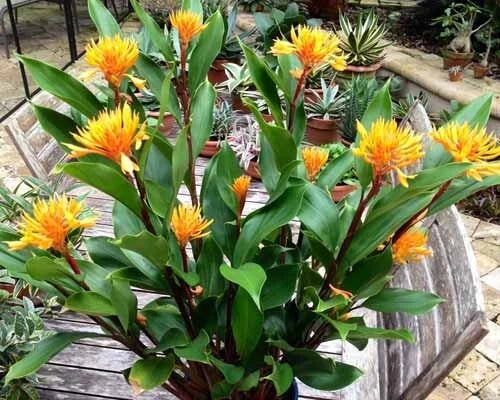Golden Brush Dwarf Ginger Plant - Small Rooted Starter - Burbidgea schizocheila - Indoor/Outdoor Tropical Foliage