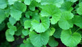 15 Bare Root Indian Pennywort Plants - Centella Asiatica, Gotu Kola, Edible Herb for Garden, Drought-Resistant, USDA Zones 9-10