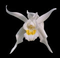 Coelogyne mossiae Orchid Plant 5” Pot Multi Growth Paph. Dr. Toot (delentaii x kolopakingii var. topperi 'Crown')