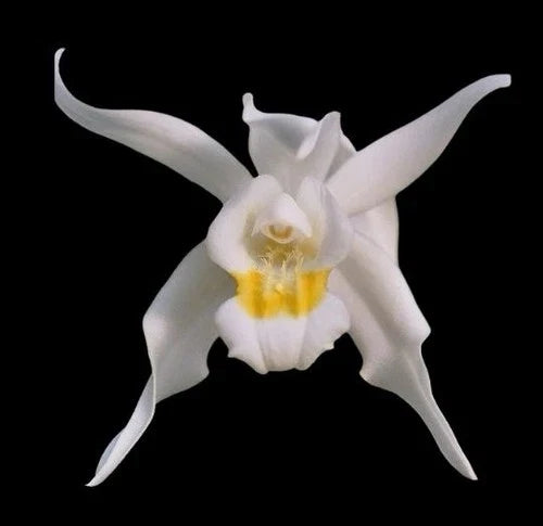 Coelogyne mossiae Orchid Plant 5” Pot Multi Growth Paph. Dr. Toot (delentaii x kolopakingii var. topperi 'Crown')