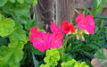 Hot Pink Geranium Cuttings 3x6" Live Plant Pelargonium Zonal Fragrant Blooms
